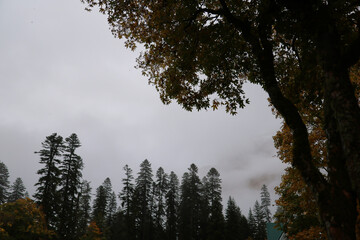 Obraz premium A forest with trees covered in fog. The trees are tall and green, and the sky is cloudy. Scene is calm and peaceful, as the fog creates a serene atmosphere