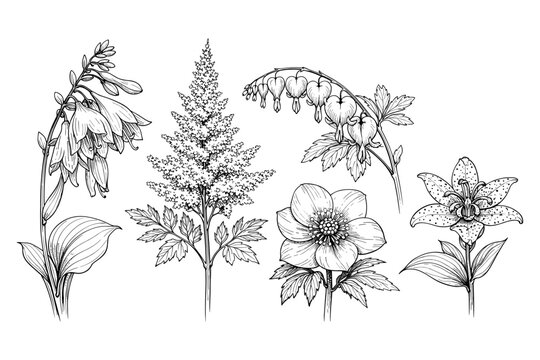 Botanical illustration of five flower species: hosta, astilbe, bleeding heart, anemone, lily