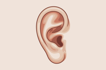 Detailed stylized illustration of a human ear showing anatomical features in neutral tones