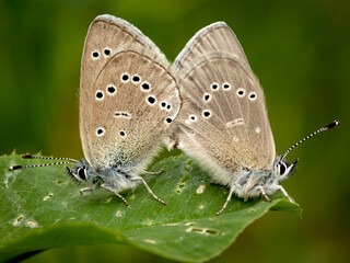 Obraz premium Two silvery blue (glaucopsyche lygdamus) specimens are reproducing