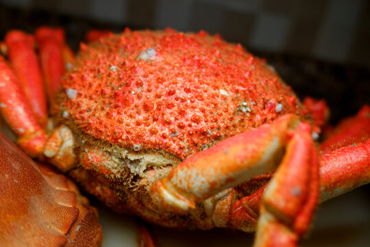 Macro detail of spider crab leg joint and hair The Concept of Food Texture