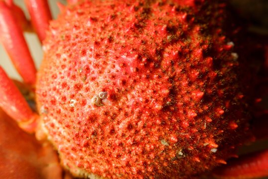 Texture background of a cooked crustacean carapace with intense orange color and bumps
