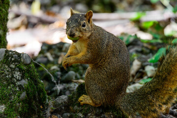 Obraz premium Fox squirrel eating with paws together facing forward