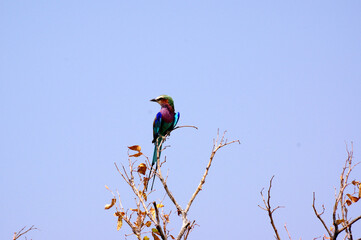 Rollier &agrave; longs brins en Namibie