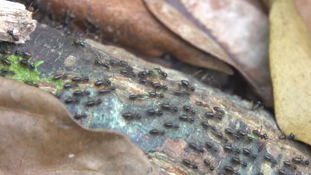 A column of Hospitalitermes termites moves through forest litter. Malacca rainforest. Sounds of tropical jungle cicadas ringing