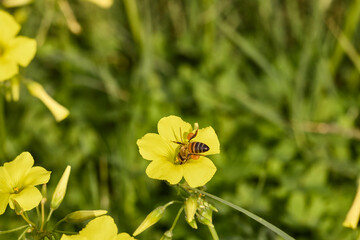 Honey bee collecting pollen on yellow oxalis flower