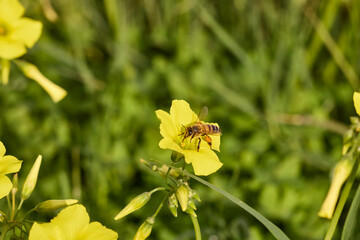 Honey bee collecting pollen from yellow flower in nature