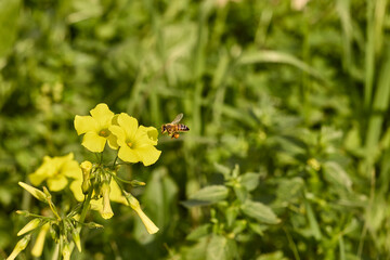 Honey bee flying to yellow flower collecting pollen