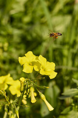 Honey bee flying near yellow flowers collecting pollen