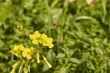 Honey bee flying towards yellow sorrel flower