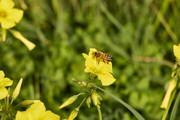 Honey bee collecting pollen from yellow flower