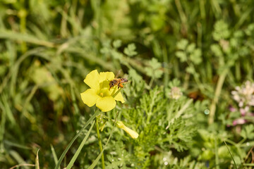 Honey bee flying to yellow flower for pollination