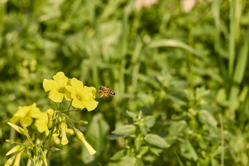 Honey bee flying near blooming yellow flower