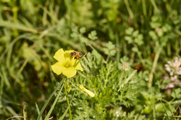 Honey bee pollinating yellow oxalis flower in meadow