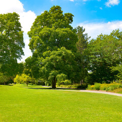 Tall trees and green bright green grass in meadow in beautiful summer park.