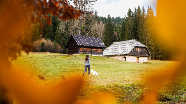 A woman walks her white dog in a field towards two wooden cabins, framed by autumn leaves. Bartolo Valley,Tarvisio,Friuli Venezia Giulia,Italy