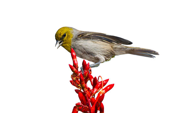 Verdin (Auriparus flaviceps) Photo, Perched on a Ocotillo (Fouquieria splendens) Plant Bloom, Against a Transparent, Isolated PNG Background