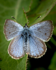 Glaucopsyche lygdamus, the silvery blue, is a small butterfly native to North America, here is a dorsal view from one specimen