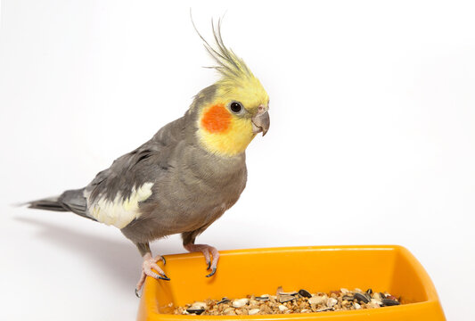 A pet cockatiel with bright orange cheeks sits on the edge of a yellow bird feeder with grain feed against a light background.