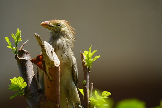 The guira cuckoo, known in Spanish as the pirincho (Guira guira) is a species of gregarious bird found widely in open and semi-open habitats of northeastern, eastern and southern Brazil. Fortaleza.