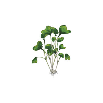 Broccoli Micro green Vector Illustration