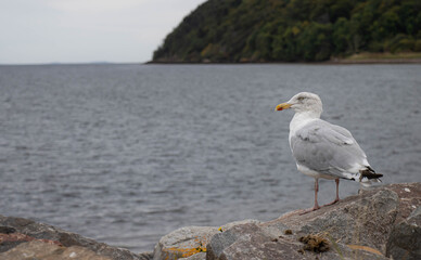 Naklejka premium Seagull on a rock near the sea
