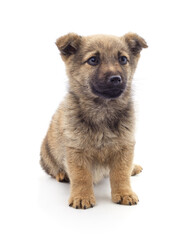 Fototapeta premium Small brown puppy sitting on a white background.