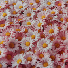 Vibrant field of pink and white daisies