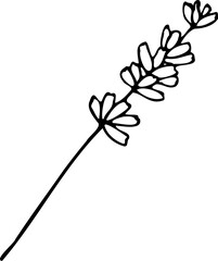 Vector line lavender flower illustration isolated on a white background.