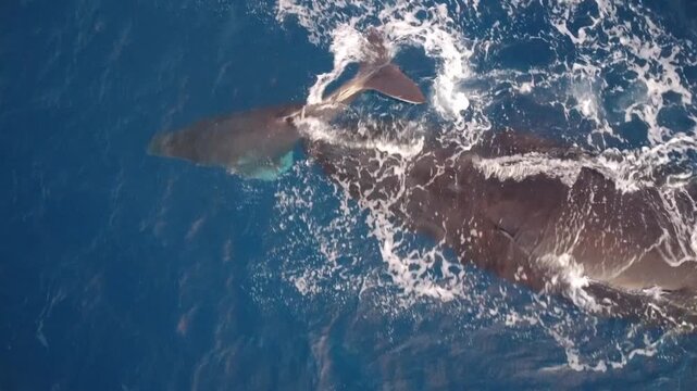 Humpback mom and calf from above. Drone footage.