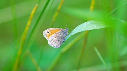 Fototapeta premium orange butterfly sits on green leaves. Close-up of a Small copper Lycaena phlaeas, sitting on plant leaves. Insect pollination in summer. Fragile butterfly in nature beautiful outdoors