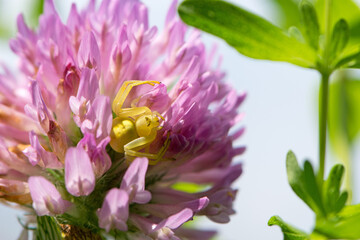 Obraz premium Misumena vatia. Spider on red-clover flower. blooming meadow flower and yellow spider. on a green background. small predator on the hunt. macro nature. close-up