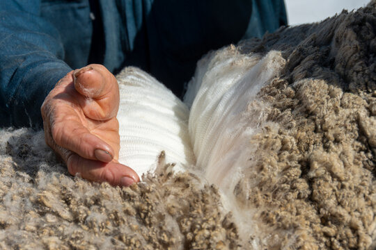 Preparaci&oacute;n de ovinos para exposici&oacute;n