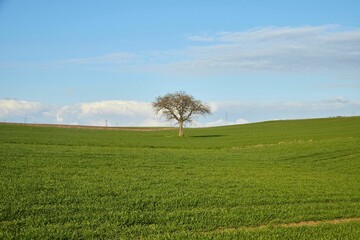 "Lonely Tree in a Vast Green Field Under Blue Sky"
