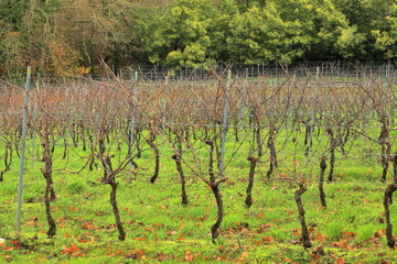 Winter Training of the Vines