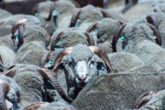 Carneros Merino Australiano