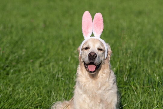 A happy dog sits in an Easter bunny costume. The golden retriever happily poses on the green grass on a spring day.