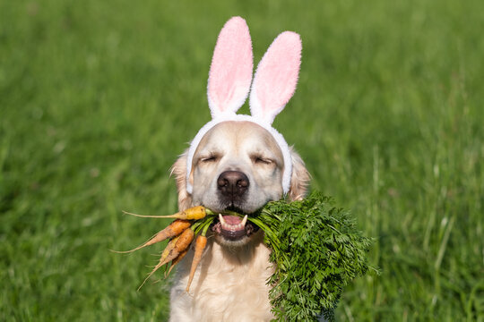 A happy dog sits in an Easter bunny costume, holding a bunch of carrots in its mouth. A golden retriever joyfully poses on the green grass on a spring day.