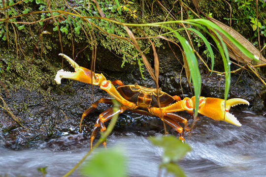 Freshwater crab in tropical stream with raised claws