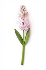 Soft Pastel Hyacinth Stem Isolated on White in Minimal Botanical Style