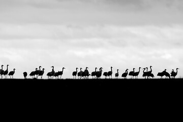 Obraz premium Common Cranes (Grus grus) in a field in black and white..