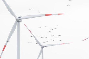 Fototapeta premium A flock of common cranes (Grus grus) in flight near wind turbines.