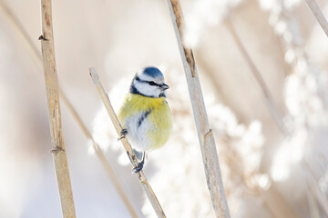 A blue tit (Cyanistes caeruleus) perched in the reeds. © Bouke