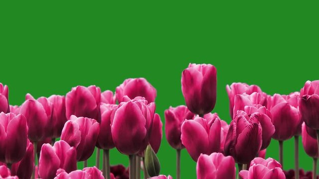 pink tulips on a green screen