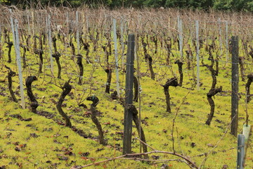 Twisted Trunks, Winter Rest