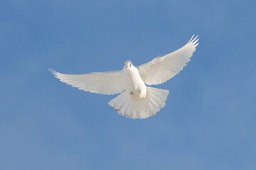 Fototapeta premium White dove flying against clear blue sky, symbol of peace and freedom