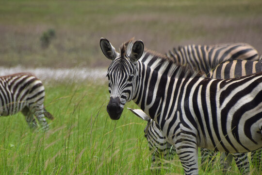 Zebras in a nature reserve in Africa