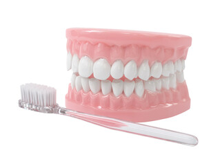 Obraz premium Dental health concept: dentures and a toothbrush, promoting good oral hygiene Isolated Transparent Background, PNG