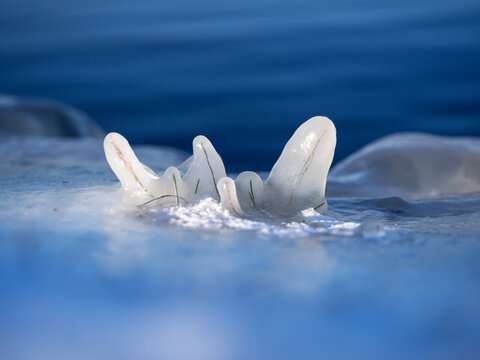 Ice sculpture - After an ice storm in Dallas, sunset lit up a river bank. Plants were covered by ice and snow flakes. It's so beautiful in this macroworld. Seasonal change tells me life will continue.