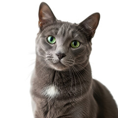 Gray cat with green eyes looking upwards isolated on transparent background
